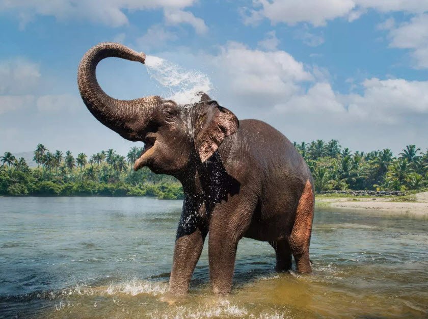 Periyar Wildlife Sanctuary, Kerala, India